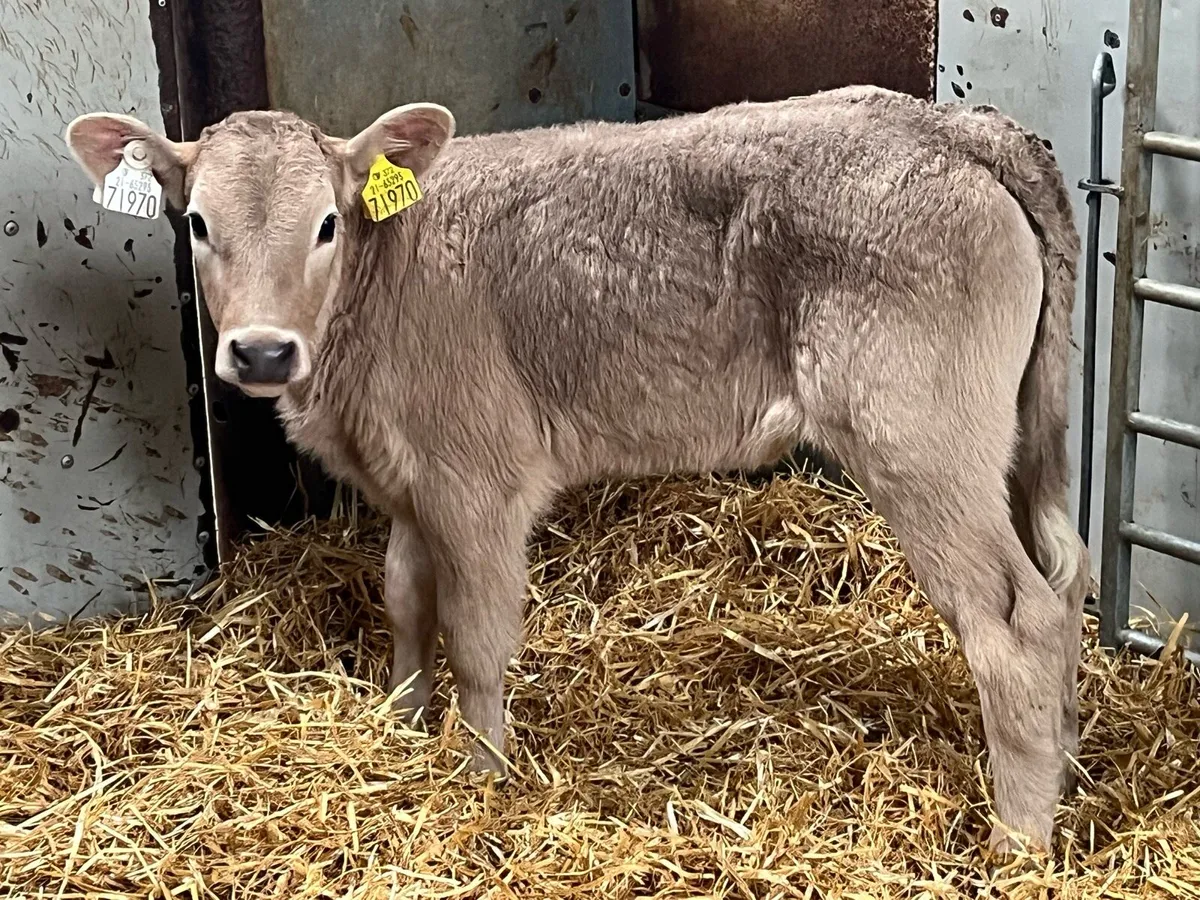 GOLDEN CH CALFS - Image 3