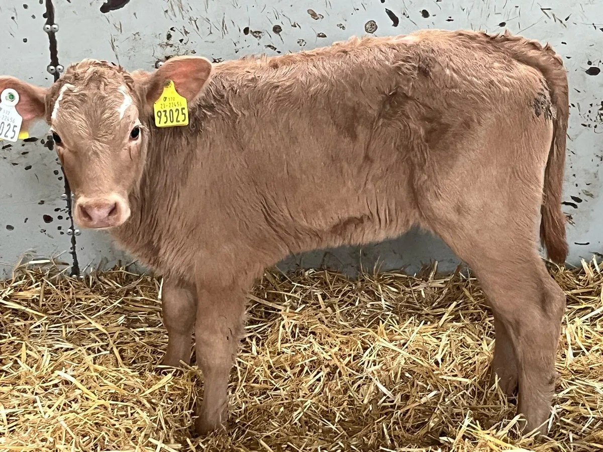 GOLDEN CH CALFS - Image 4