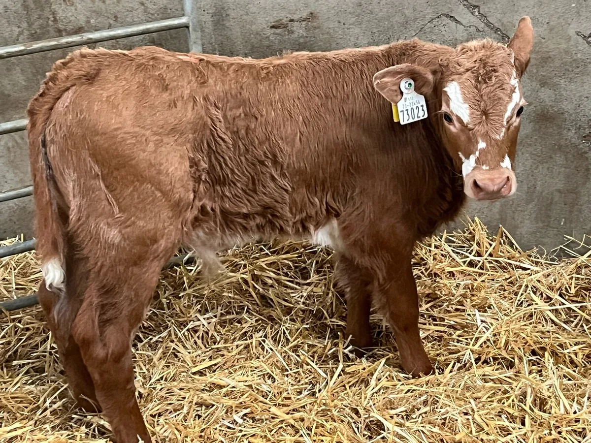 GOLDEN CH CALFS - Image 1