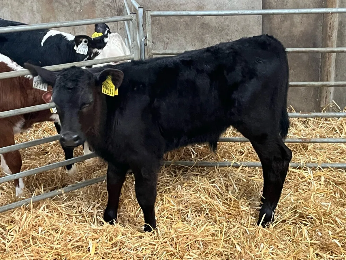 SUPER AAX HEX BULL CALFS - Image 1