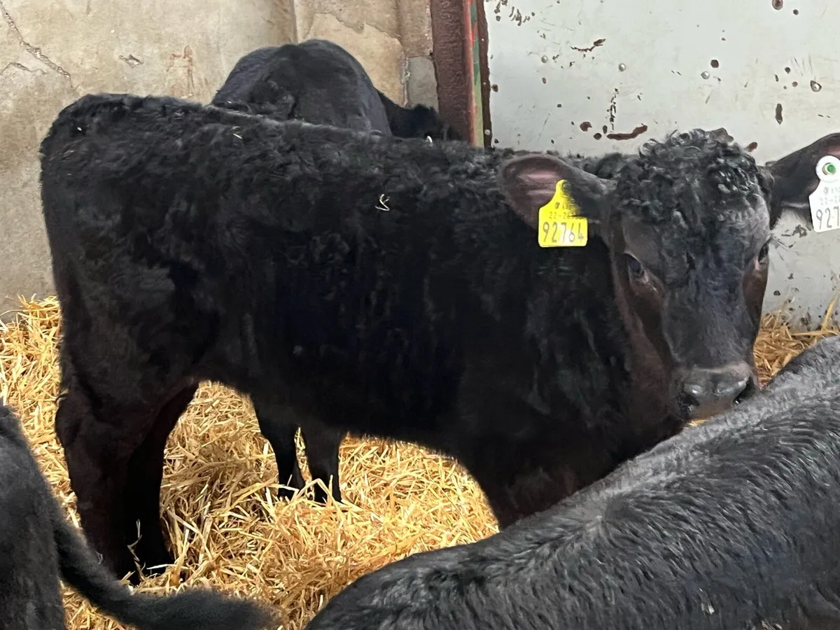 SUPER AAX HEX BULL CALFS - Image 2