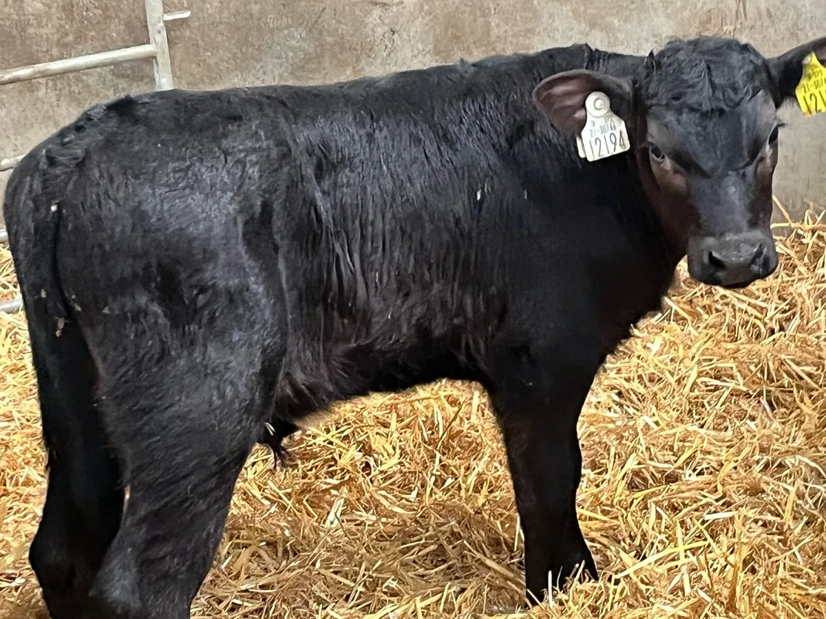 SUPER AAX HEX BULL CALFS - Image 3