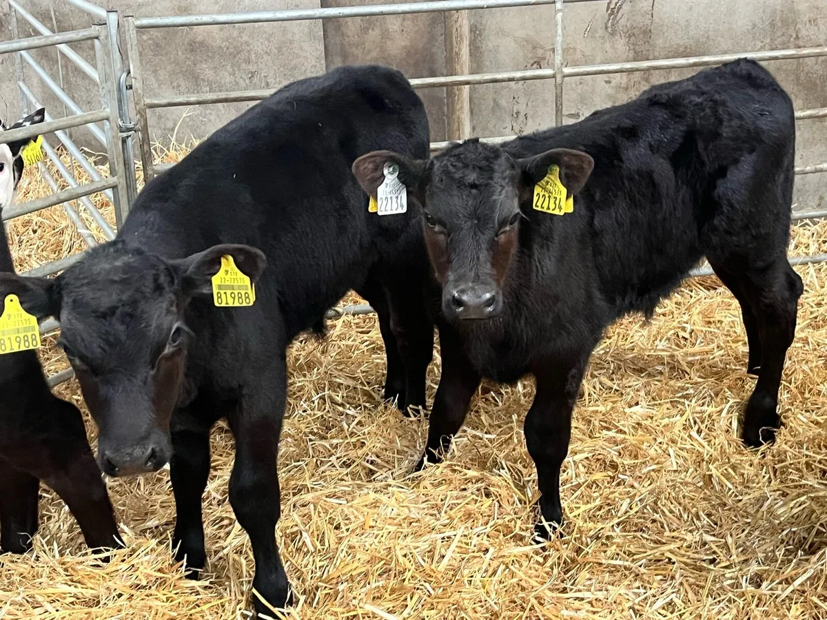 SUPER AAX HEX BULL CALFS - Image 4