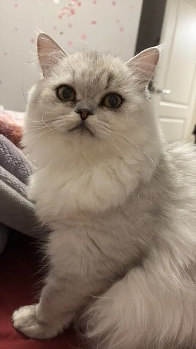 White Persian Cat - Image 2