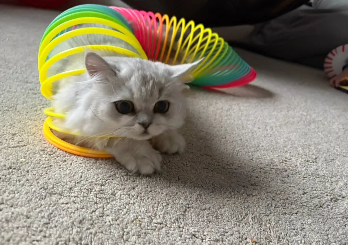 White Persian Cat - Image 1