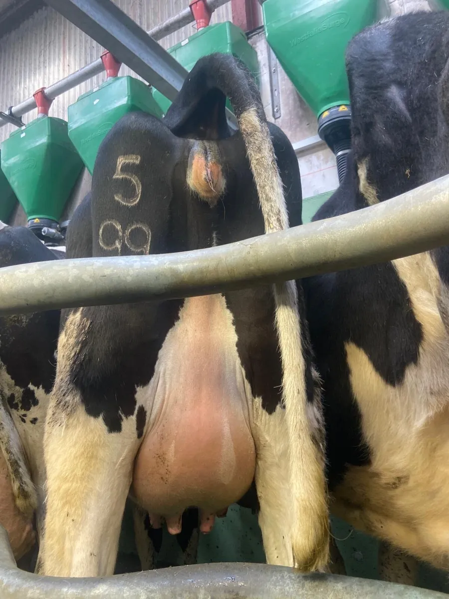 Calved Heifers - Image 1