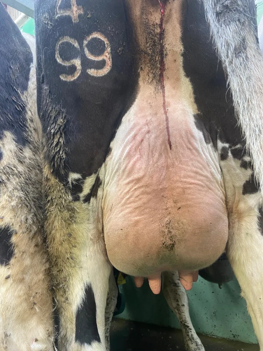 Calved Heifers - Image 2