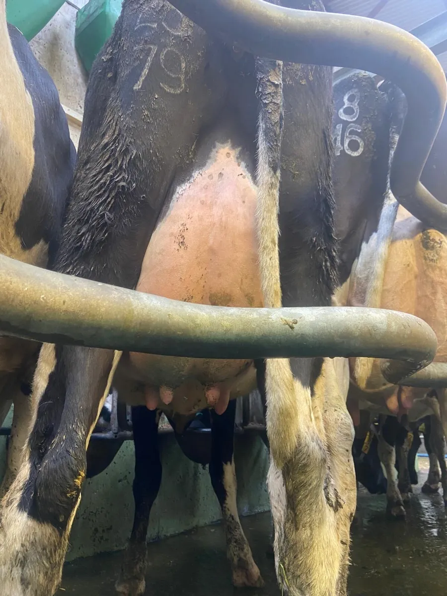 Calved Heifers - Image 3