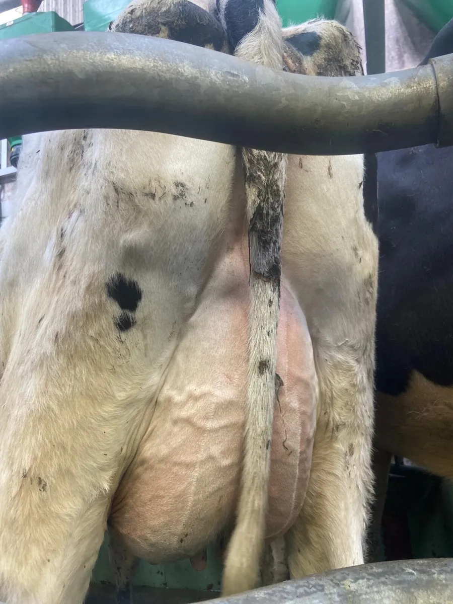 Calved Heifers - Image 4