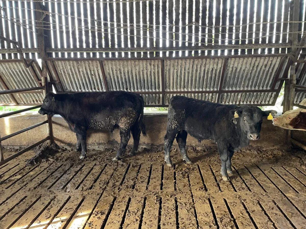 2 Young PBR Angus Bulls - Image 3