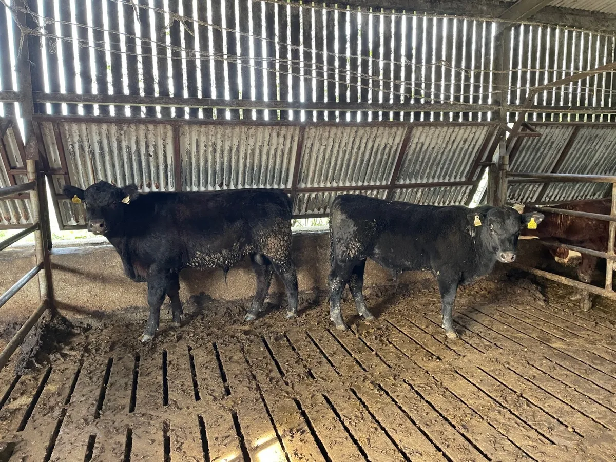 2 Young PBR Angus Bulls - Image 4