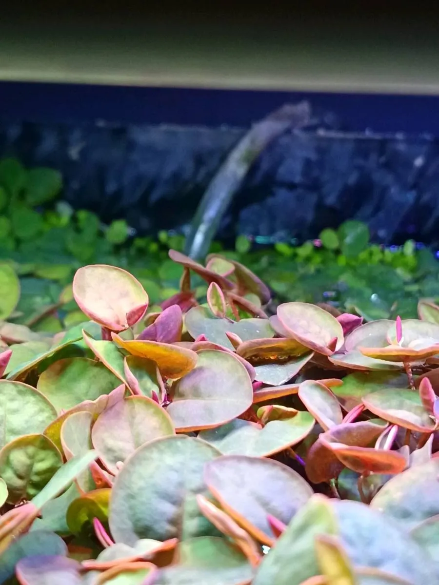 Aquarium Plants & Snails – Frogbit, Red Root Float - Image 1