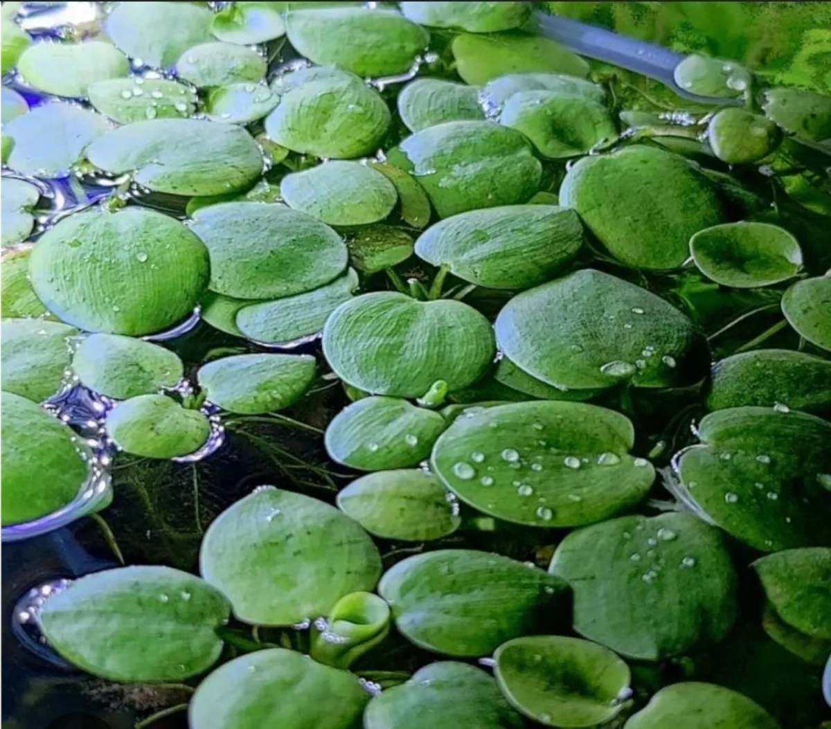 Aquarium Plants & Snails – Frogbit, Red Root Float - Image 2