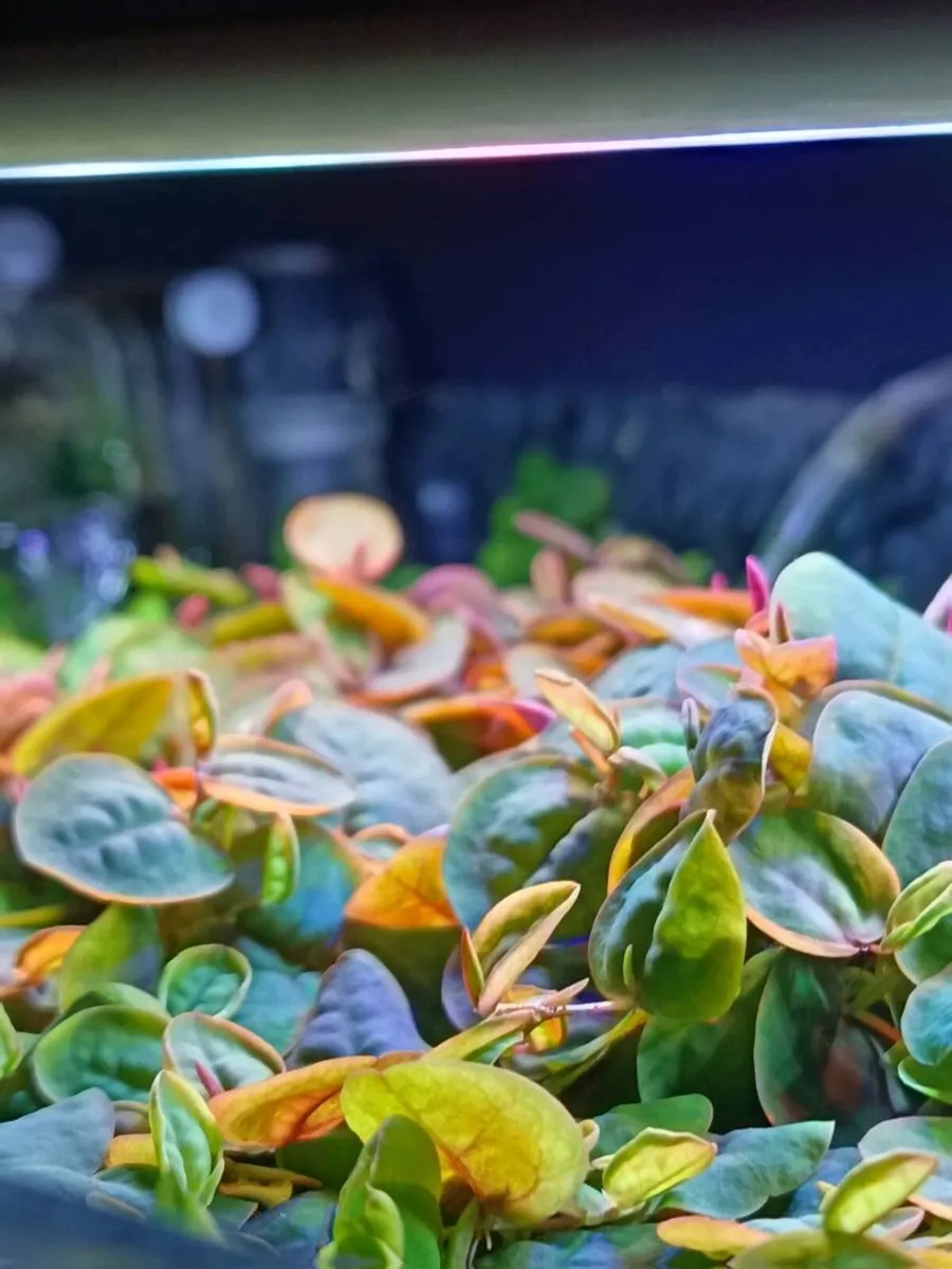 Aquarium Plants & Snails – Frogbit, Red Root Float - Image 3