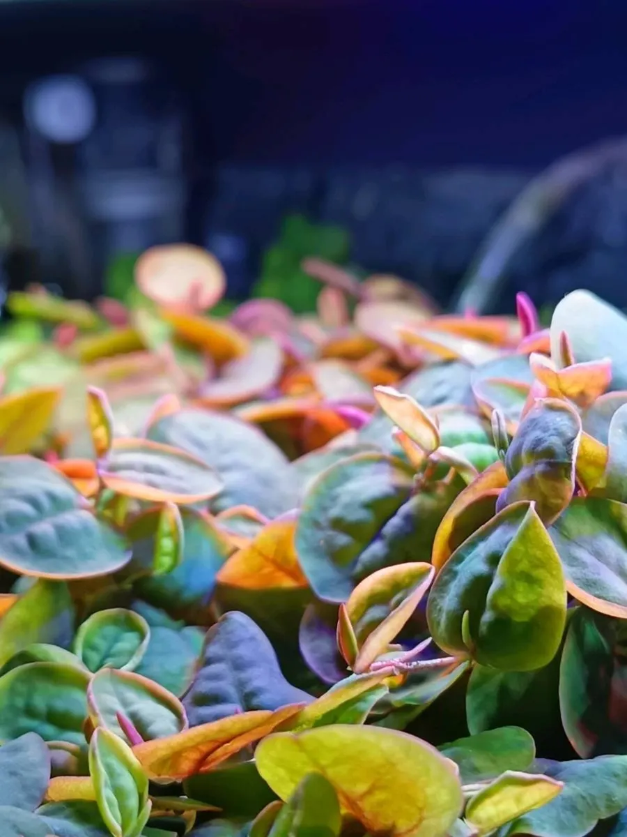 Aquarium Plants & Snails – Frogbit, Red Root Float - Image 4