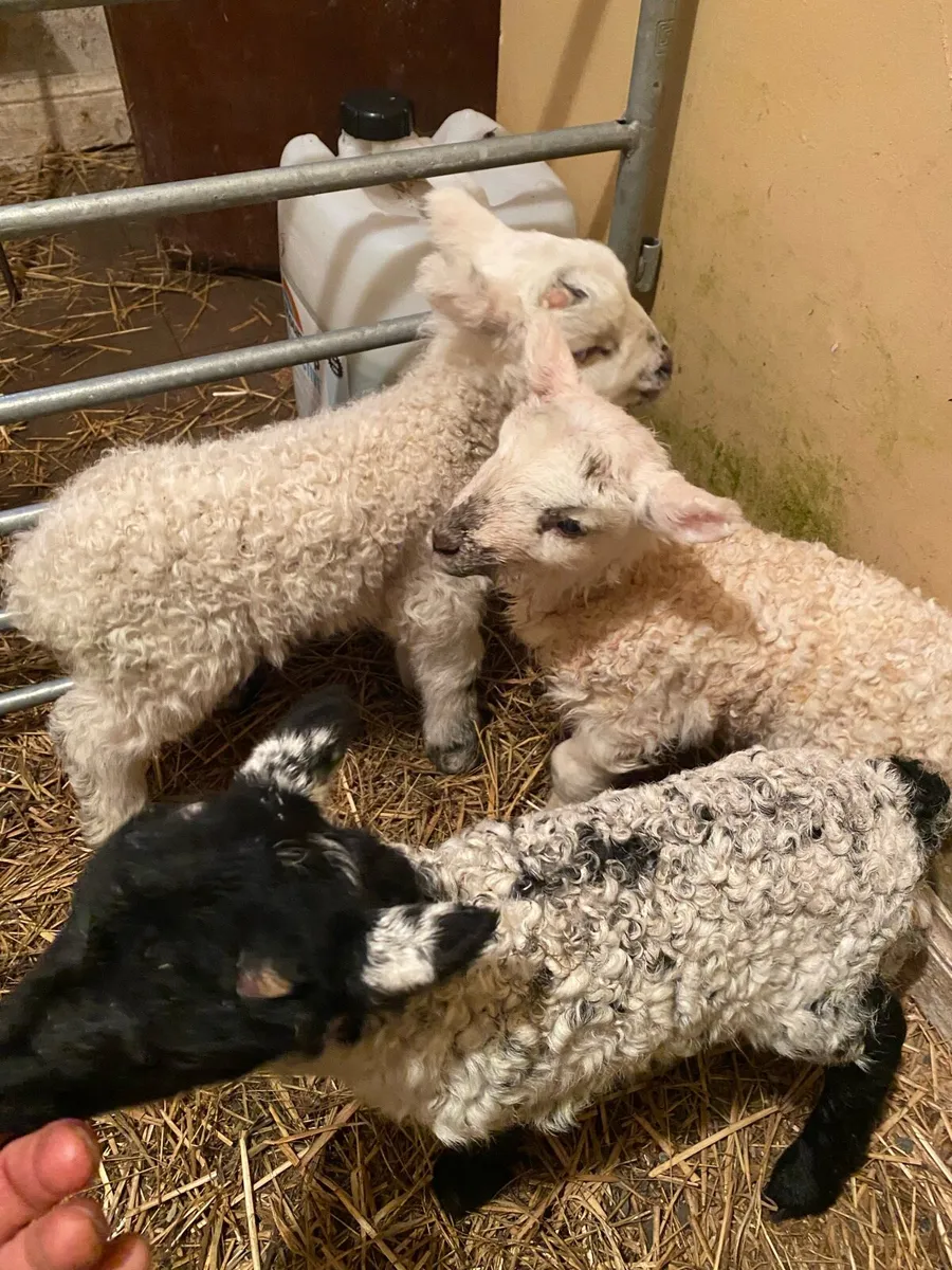 3 ramb lambs - Image 3