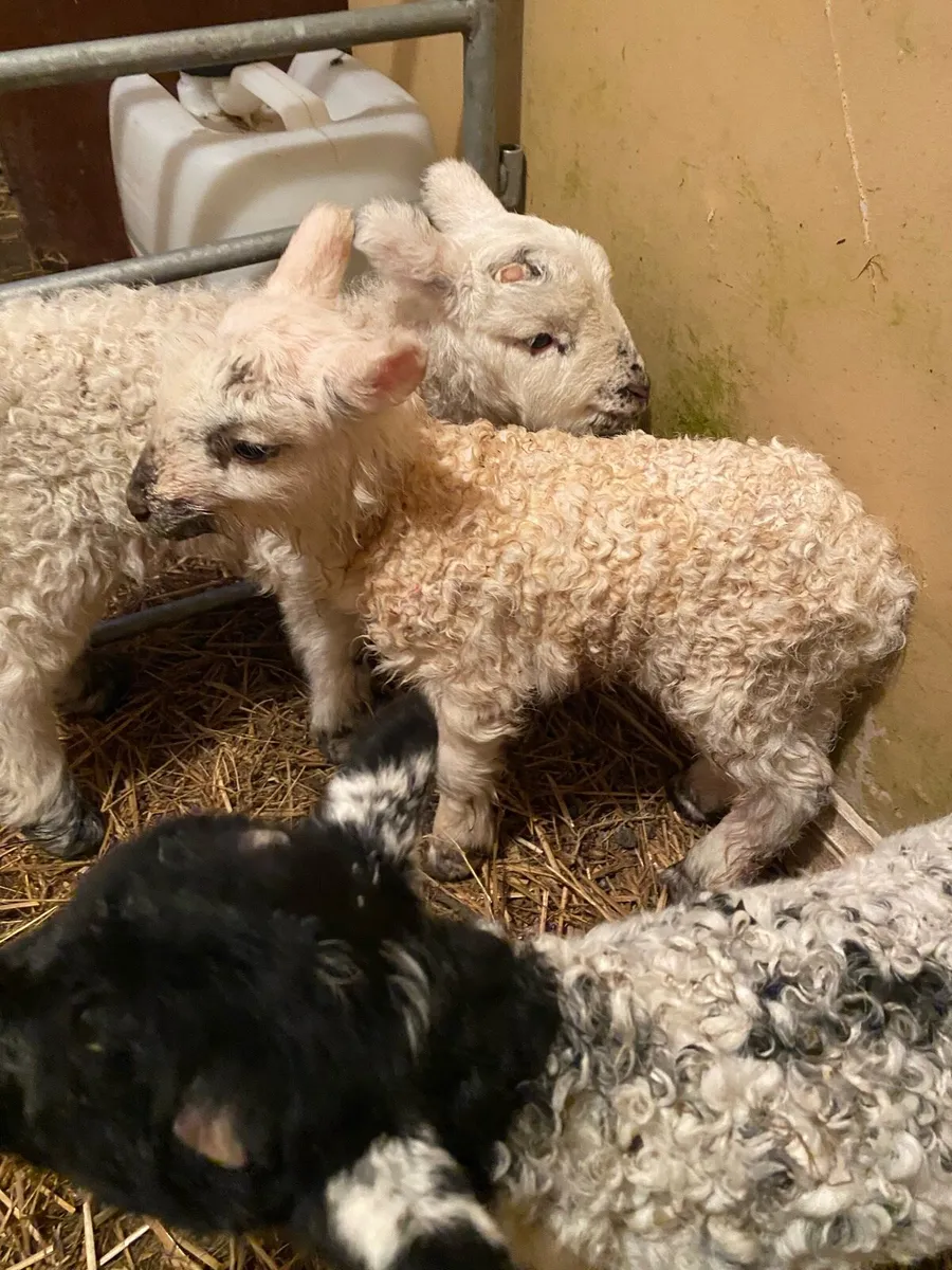 3 ramb lambs - Image 1