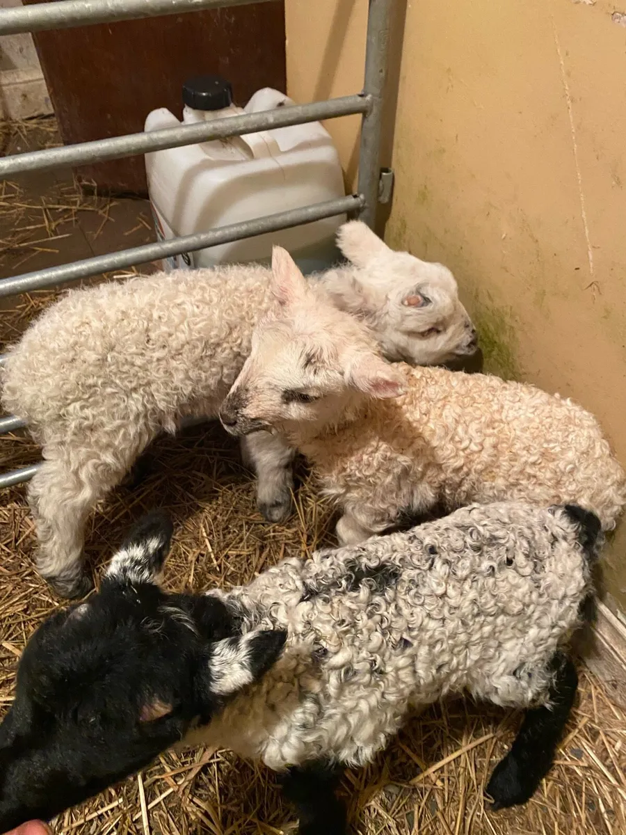 3 ramb lambs - Image 2