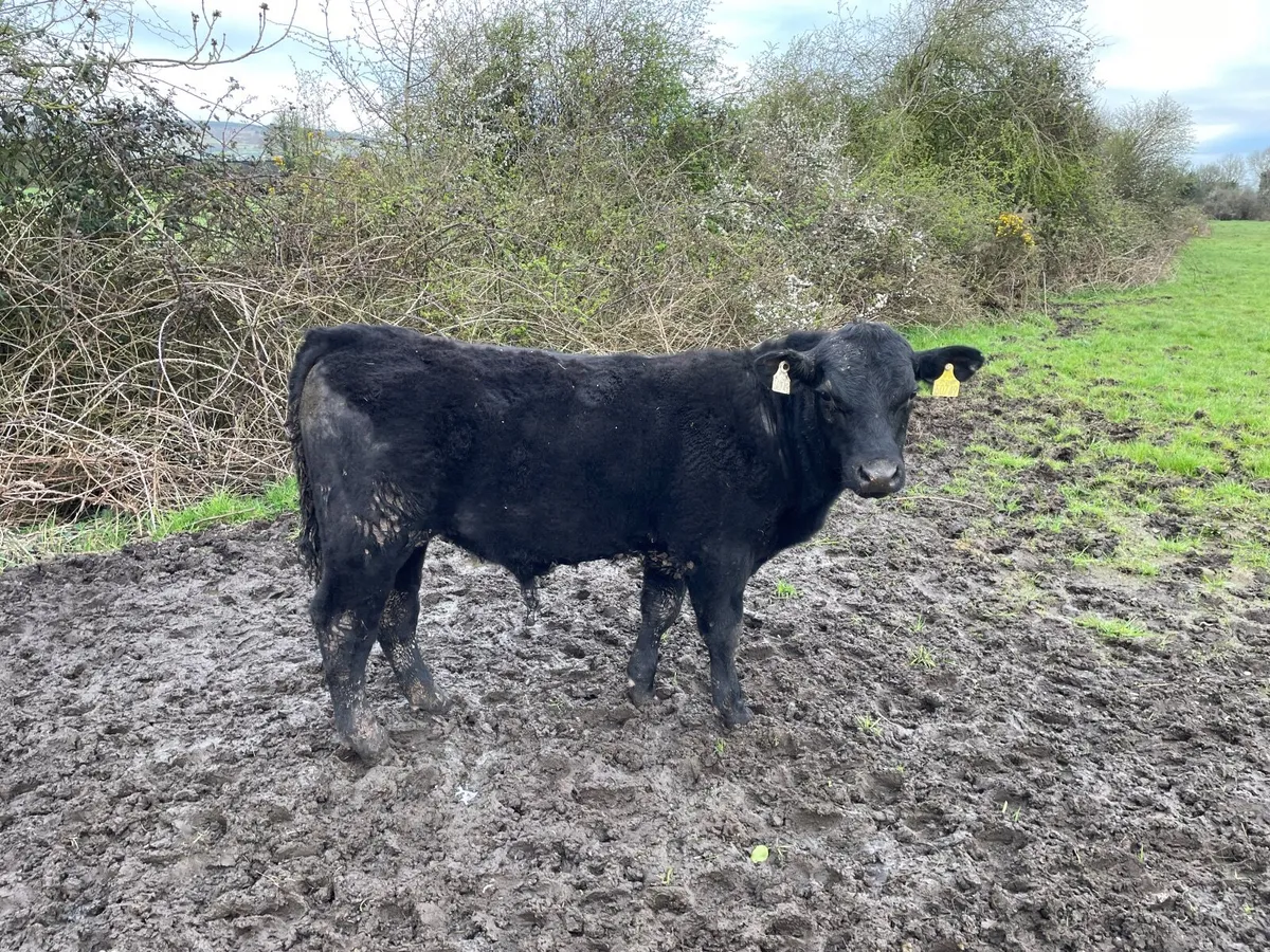 2 Young PBR Angus Bulls - Image 1