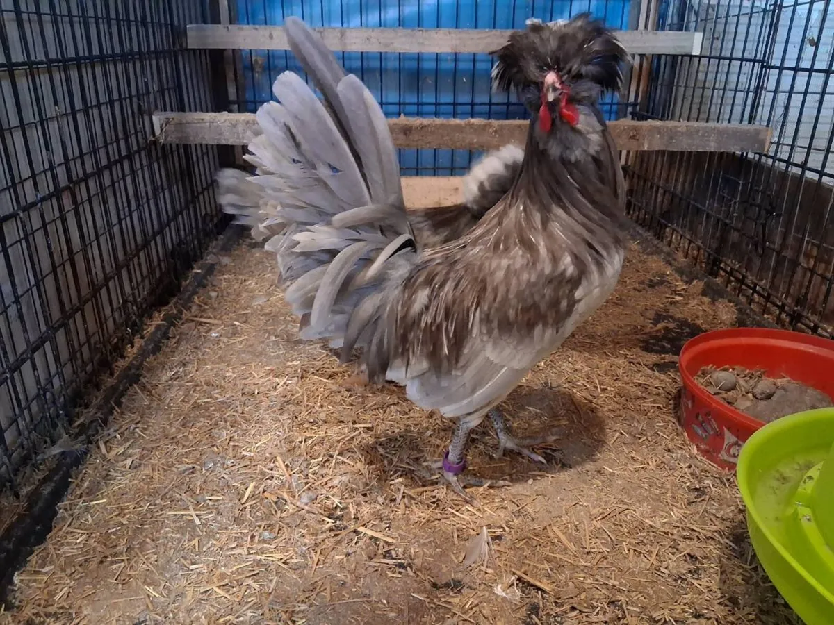 Polish poultry and eggs - Image 2