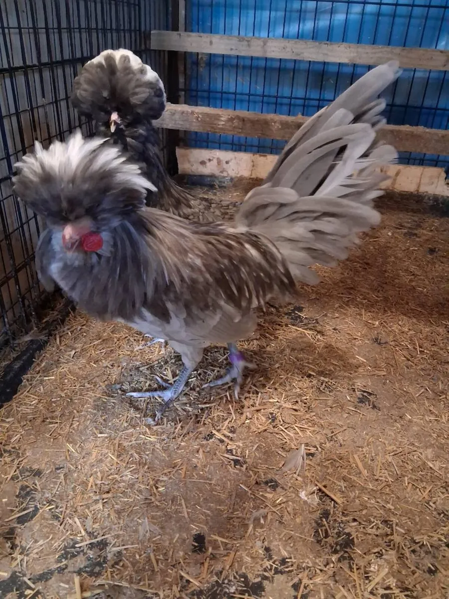 Polish poultry and eggs - Image 3