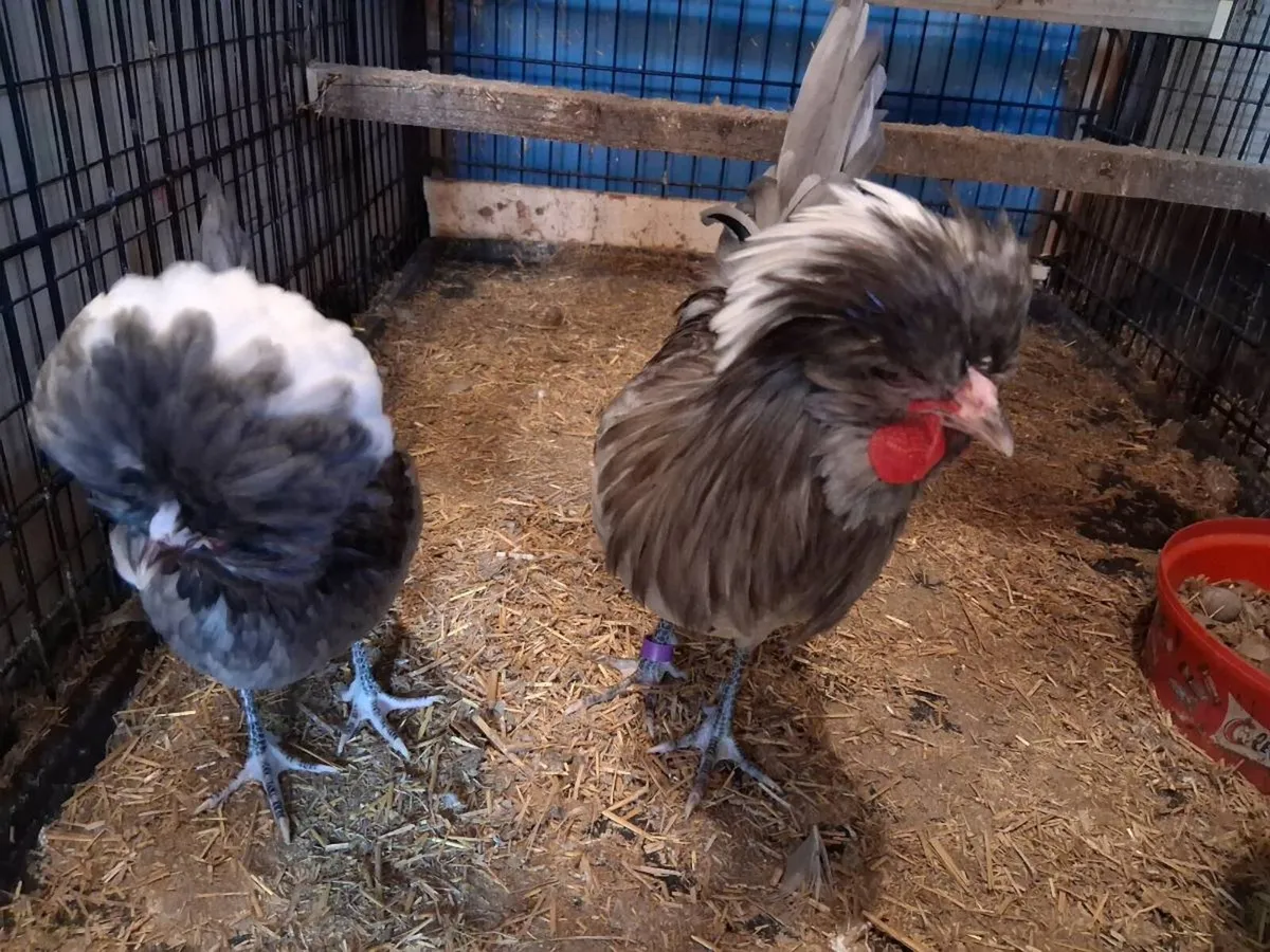 Polish poultry and eggs - Image 4