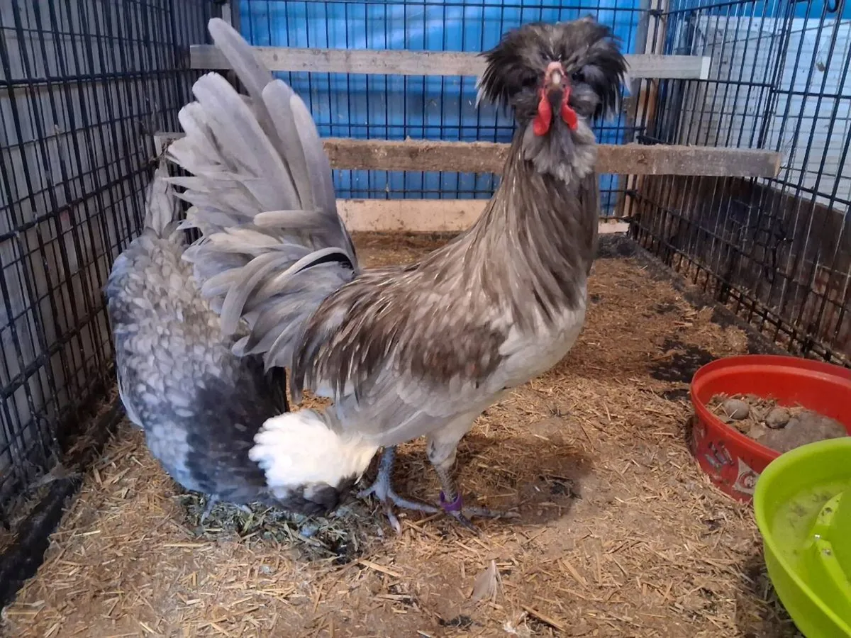 Polish poultry and eggs - Image 1