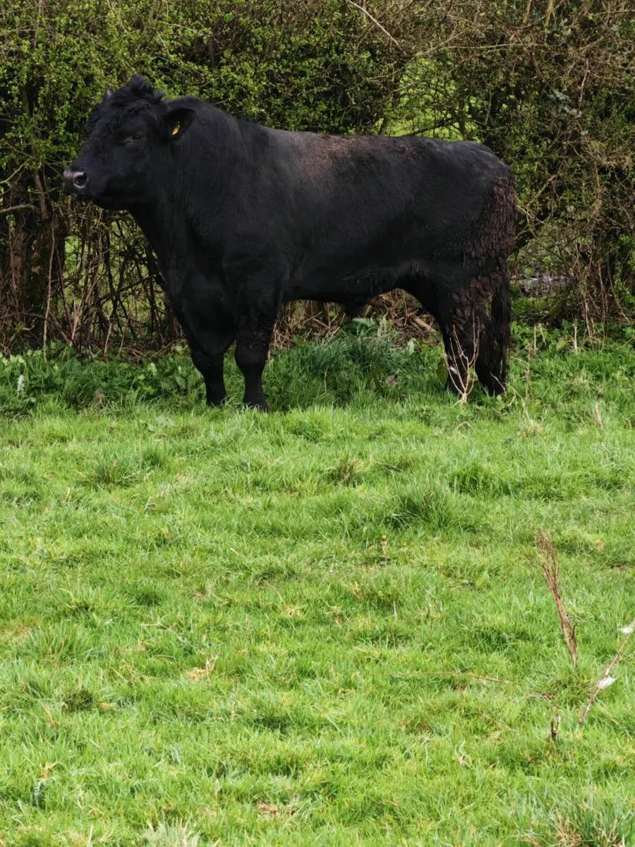 Angus bull - Image 1