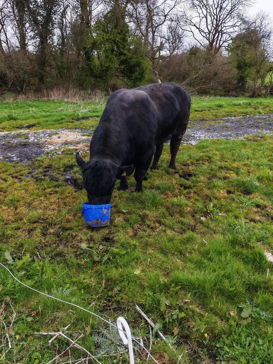 Angus bull - Image 4