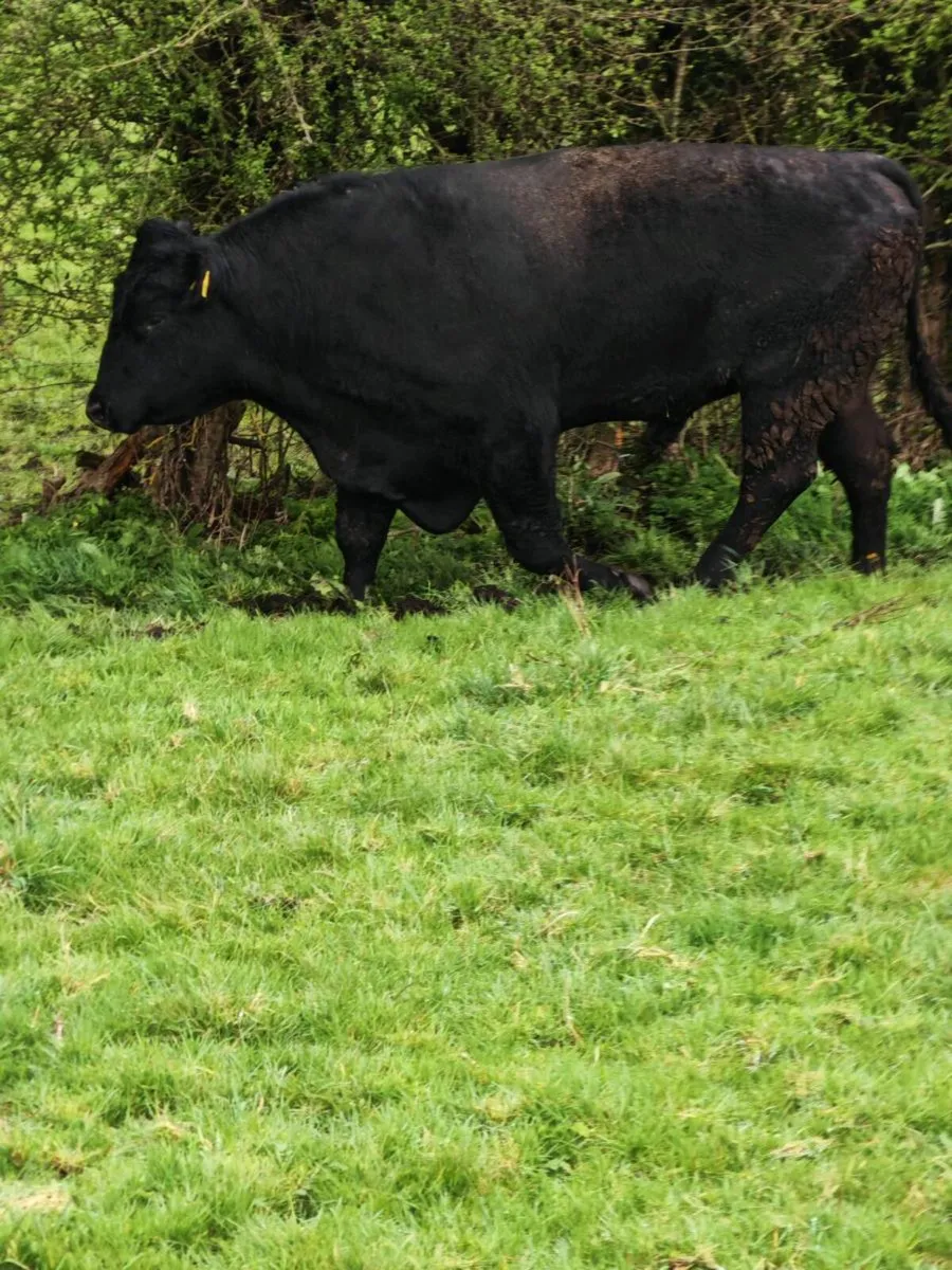 Angus bull - Image 2