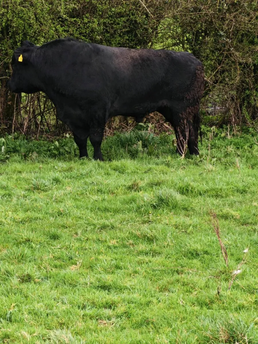 Angus bull - Image 3