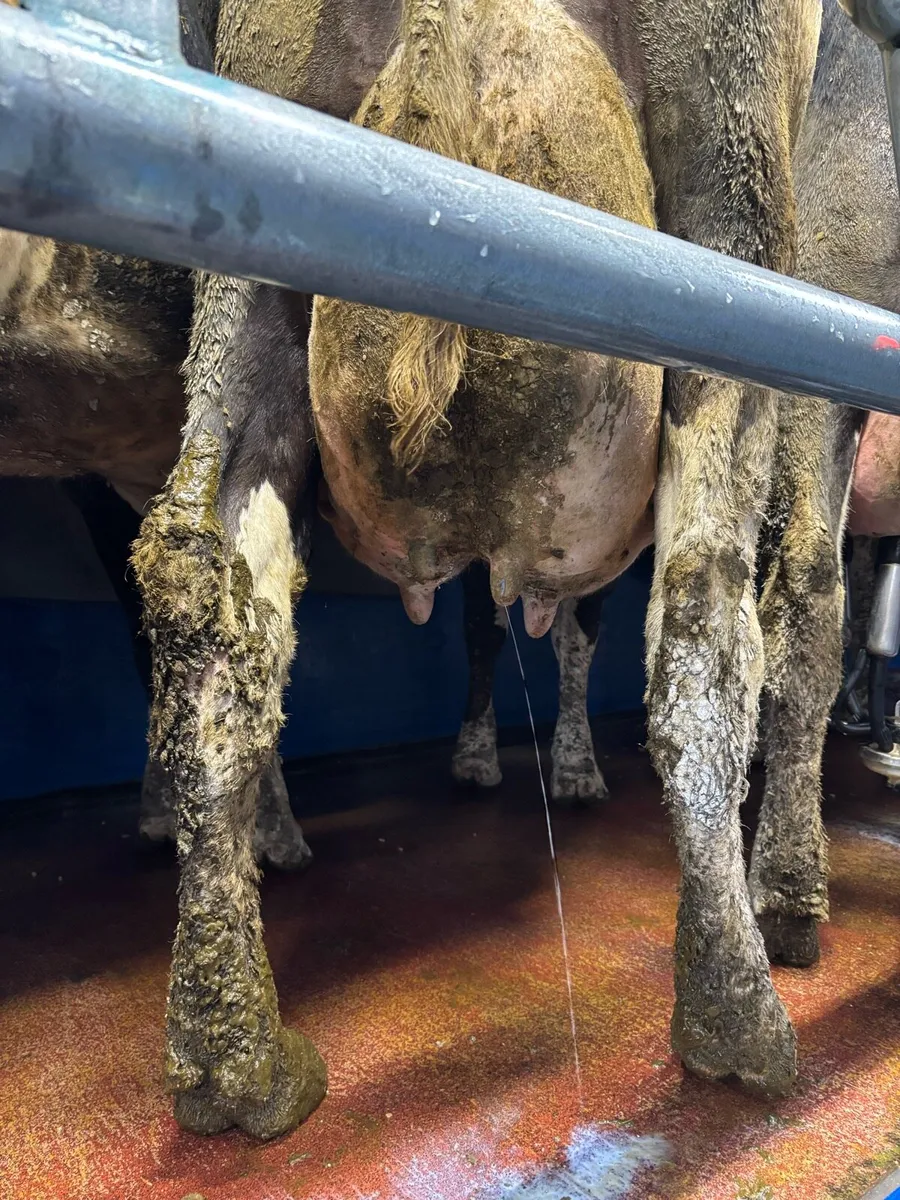 Milking cows Friesian Holestein - Image 1