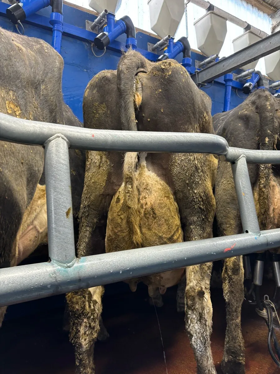 Milking cows Friesian Holestein - Image 2