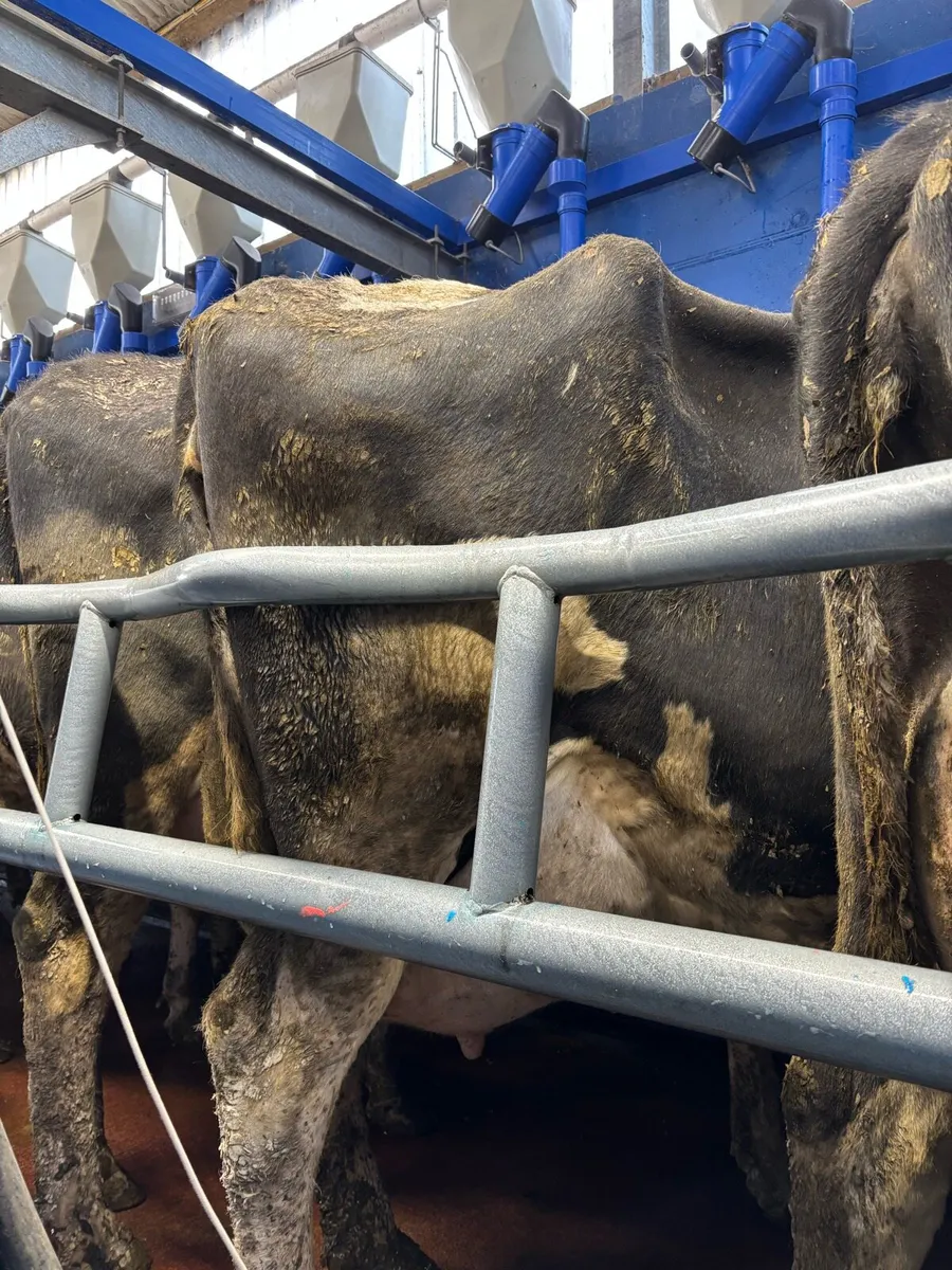 Milking cows Friesian Holestein - Image 3