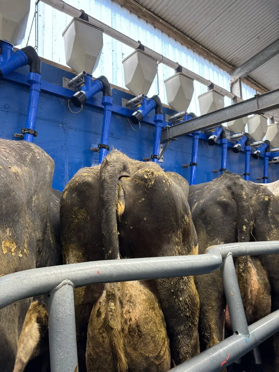 Milking cows Friesian Holestein - Image 4