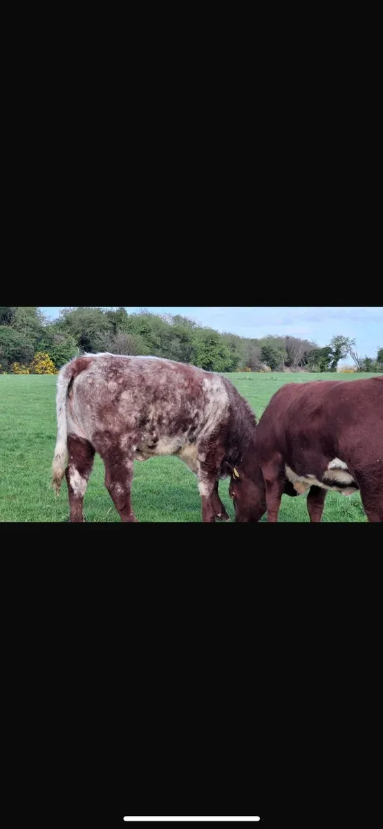 PB Shorthorn Breeding Organic Heifers - Image 1