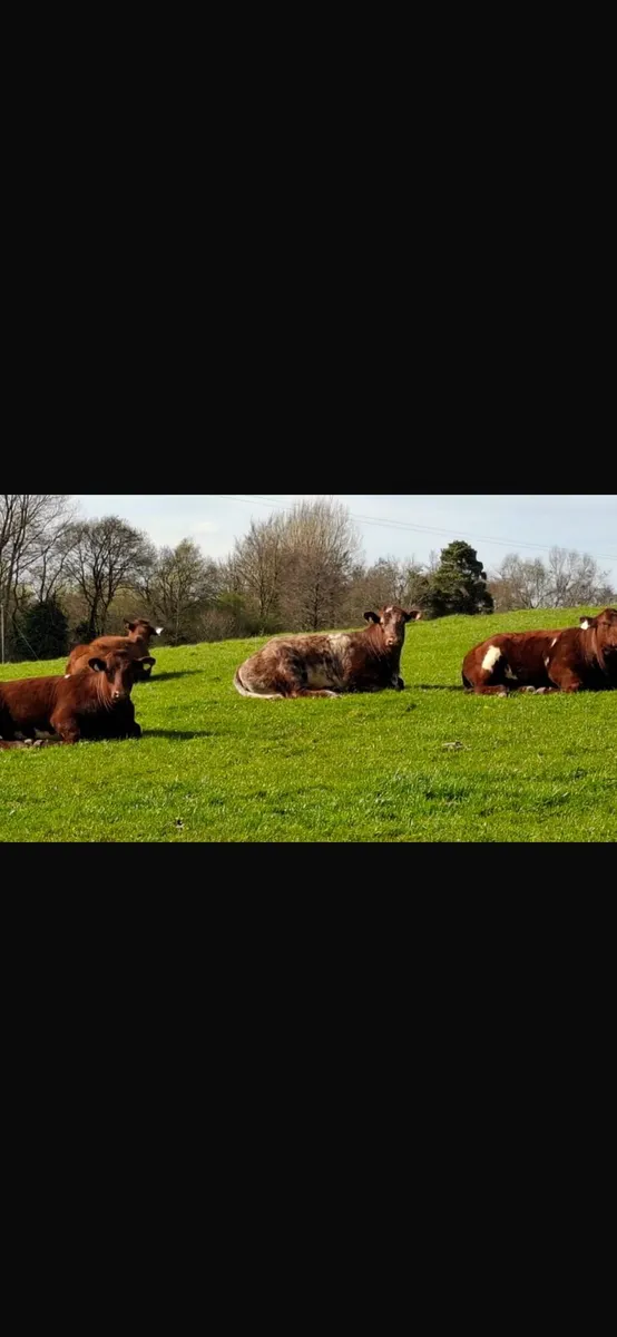 PB Shorthorn Breeding Organic Heifers - Image 2