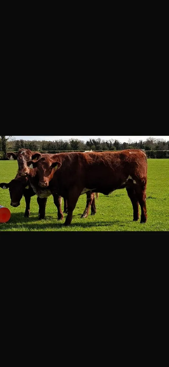 PB Shorthorn Breeding Organic Heifers - Image 3
