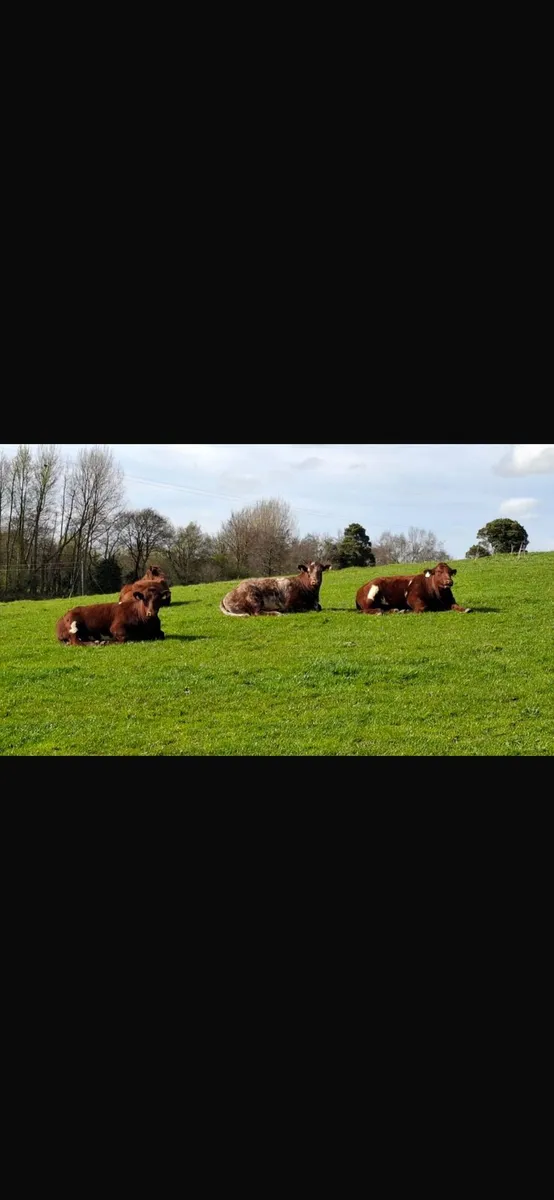 PB Shorthorn Breeding Organic Heifers - Image 4