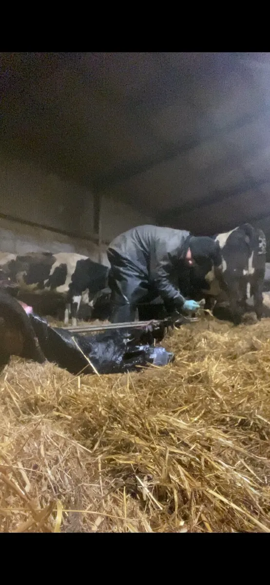 Dairy farm worker available - Image 2