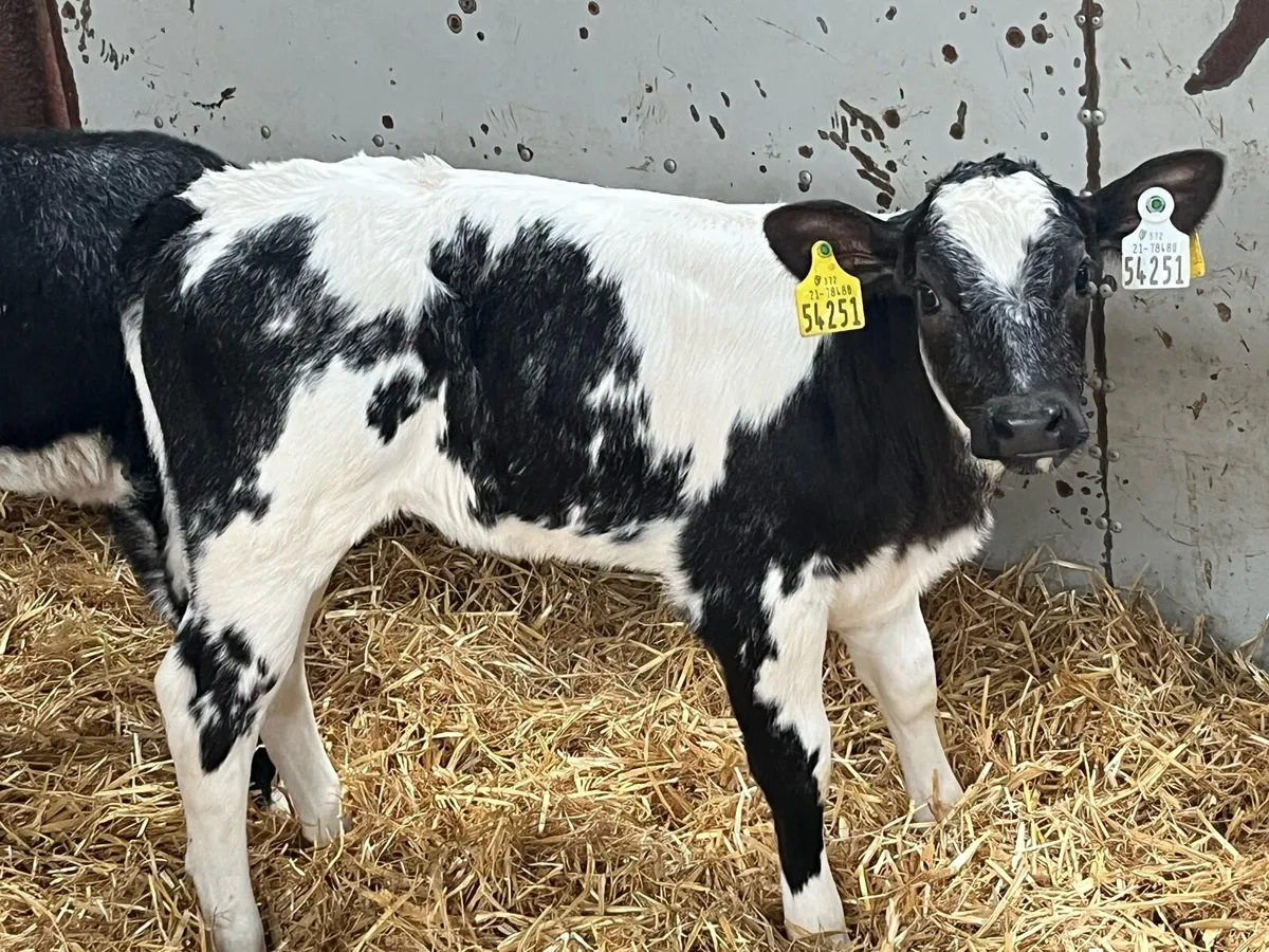 12 Super BB Heifer Calves - Image 1