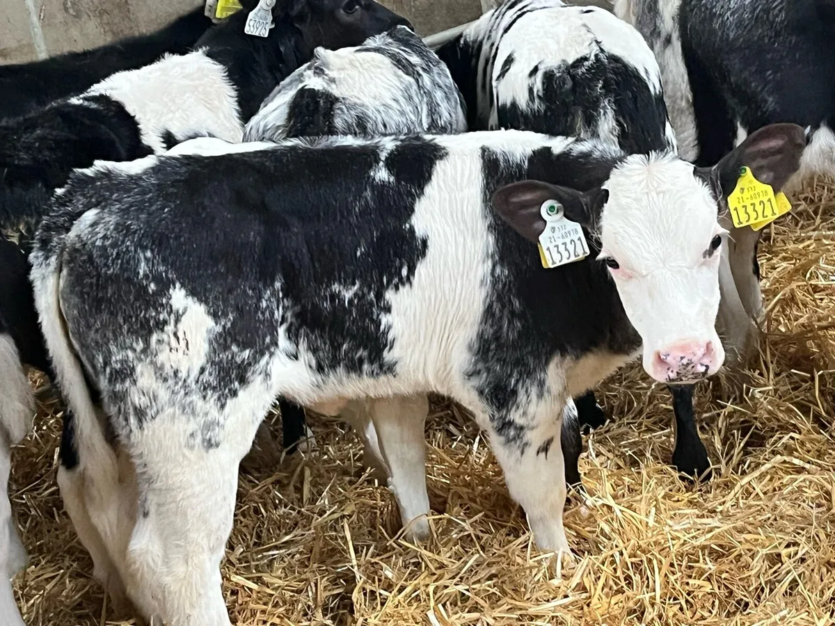 12 Super BB Heifer Calves - Image 2