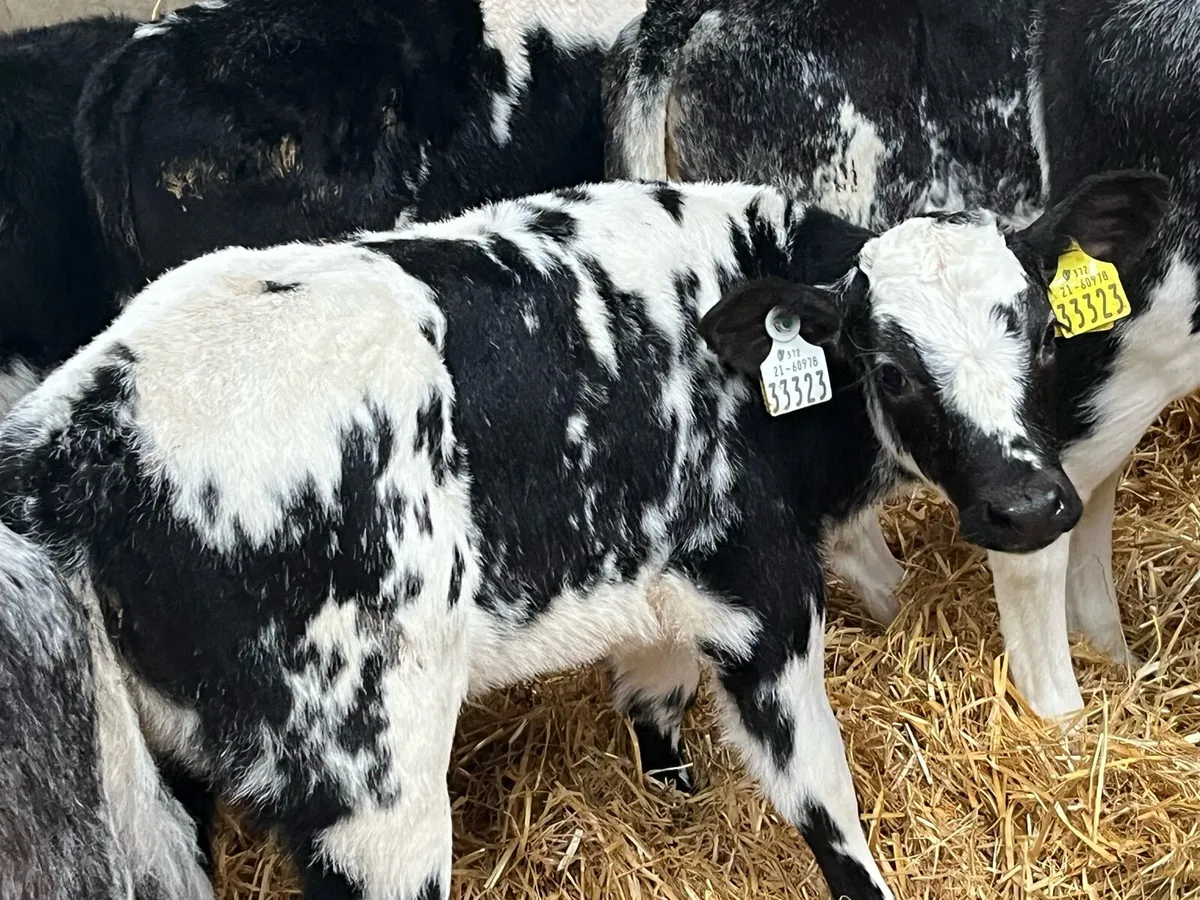 12 Super BB Heifer Calves - Image 3