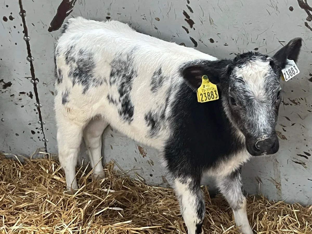 12 Super BB Heifer Calves - Image 4