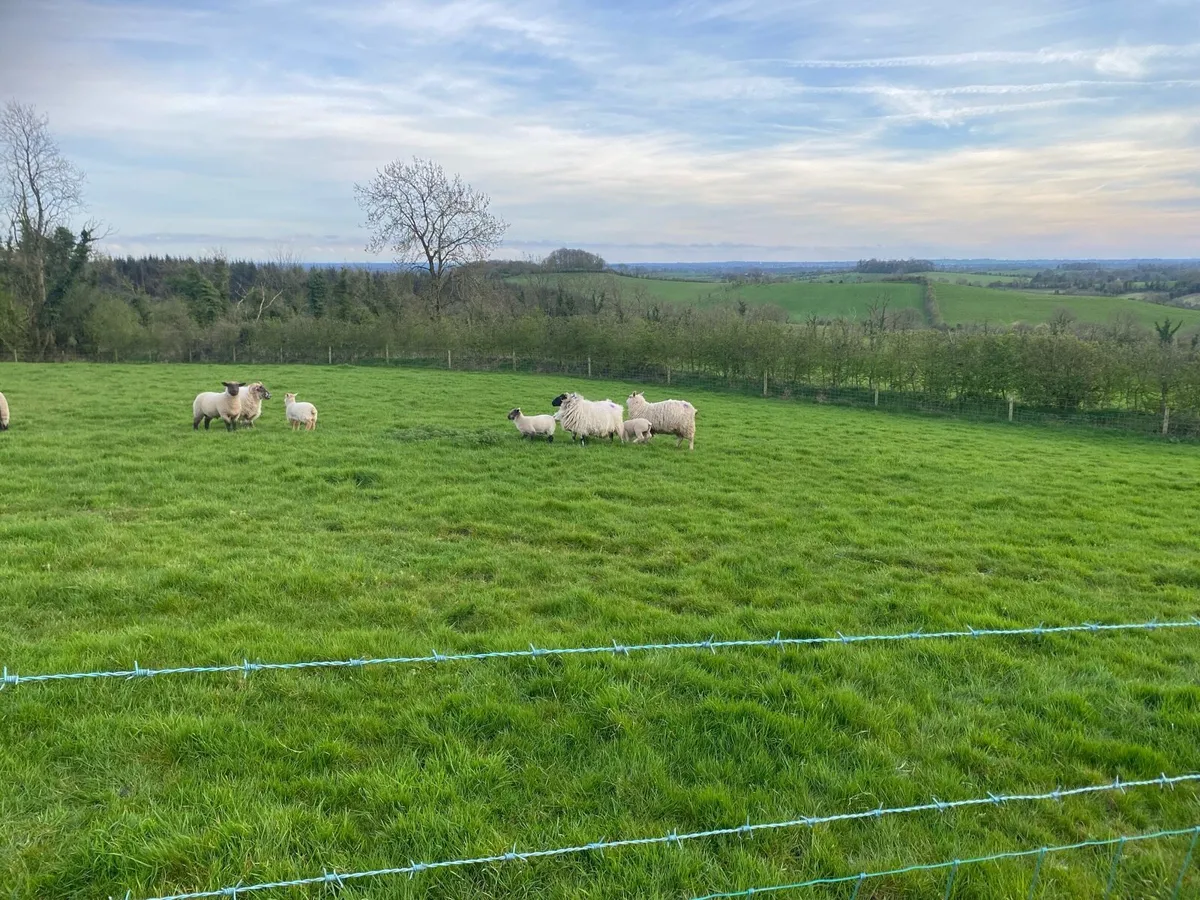 Sheep and Lambs - Image 1