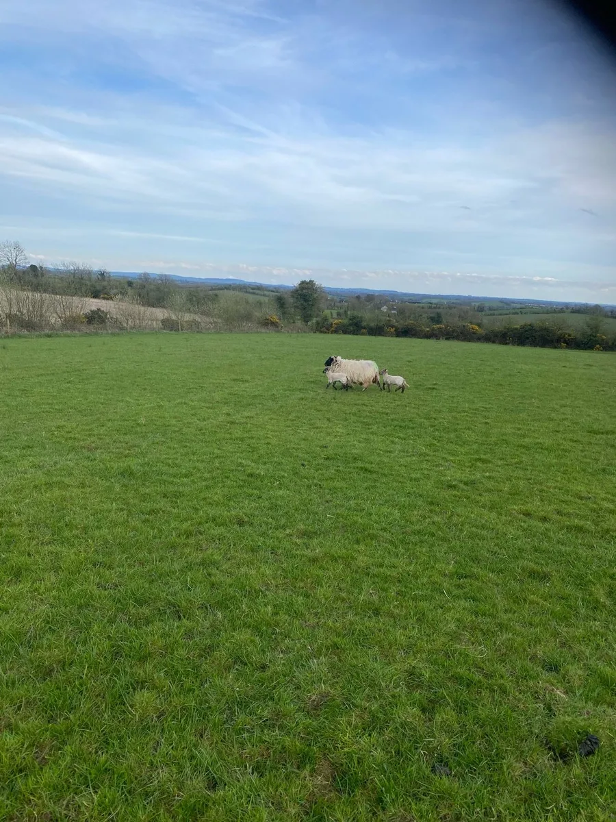 Sheep and Lambs - Image 2