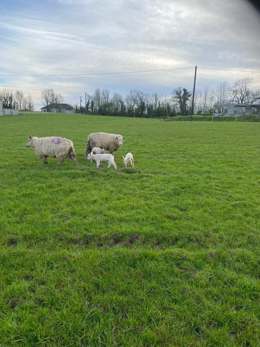 Sheep and Lambs - Image 3