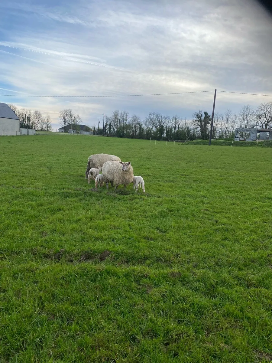 Sheep and Lambs - Image 4