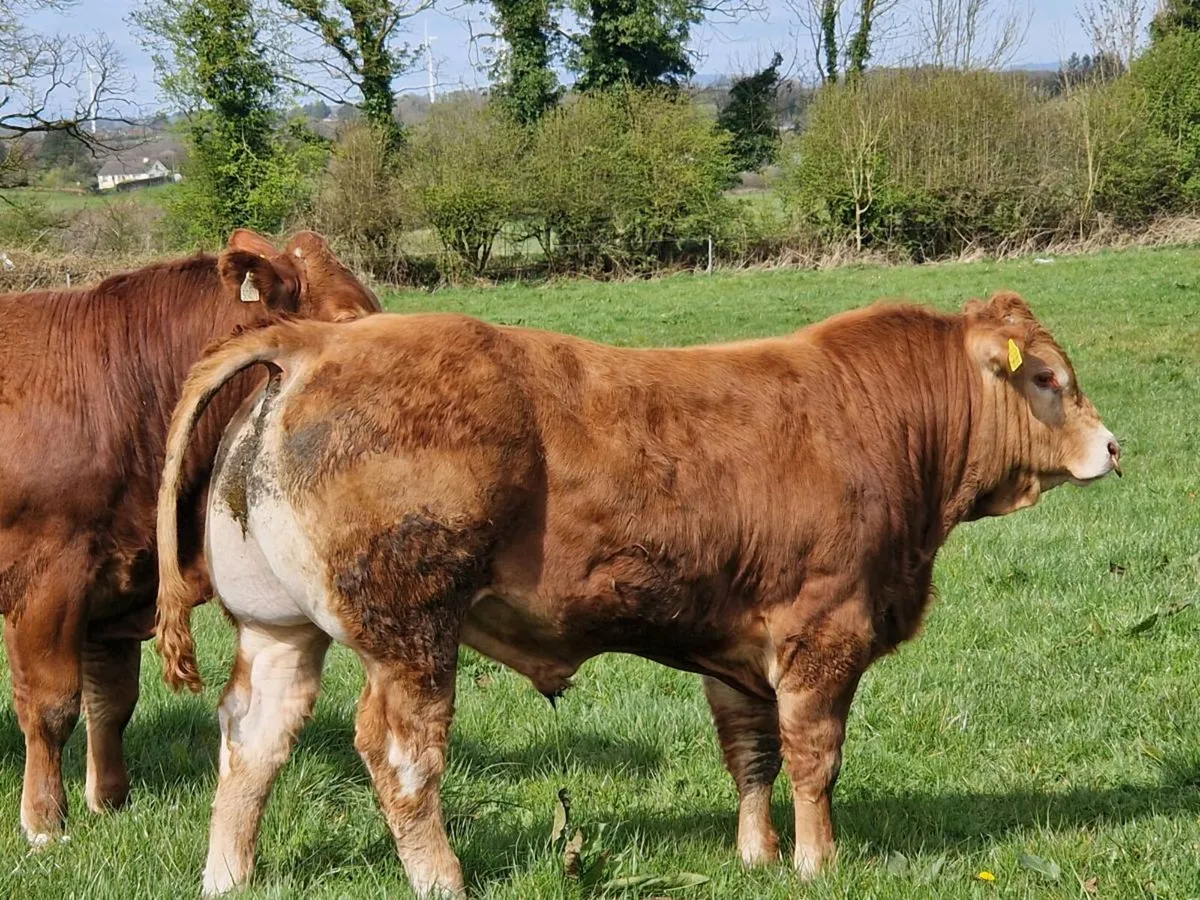 🌟3 Exceptional Bulls for Ballina on 14th April 🌟 - Image 1