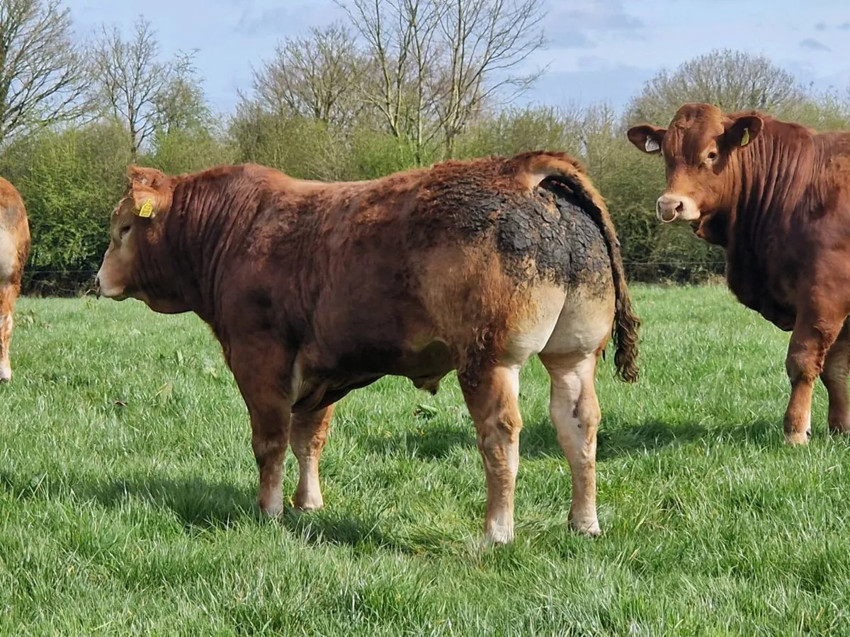 🌟3 Exceptional Bulls for Ballina on 14th April 🌟 - Image 2